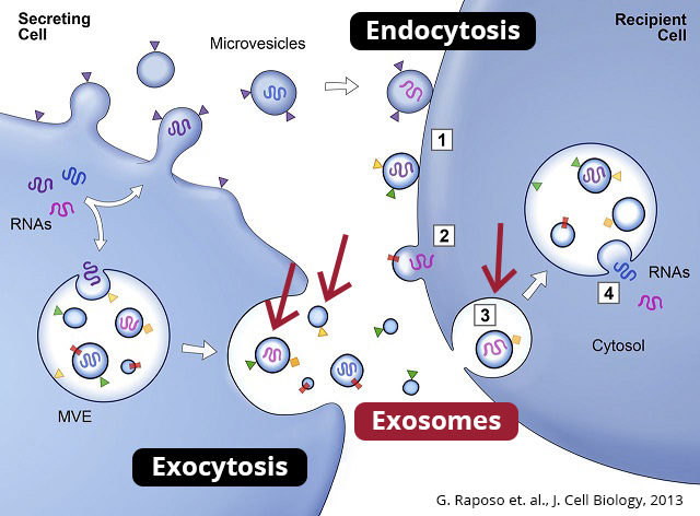 Exosome diagram